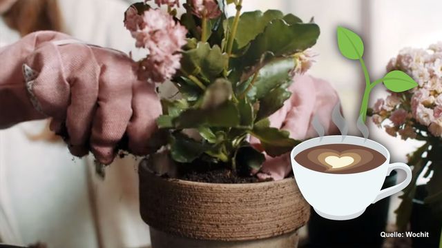 Kaffeesatz gegen Blattläuse: Funktioniert es?